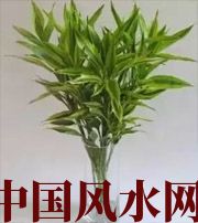 梧州十二生肖养什么植物最旺财运？你知道吗！